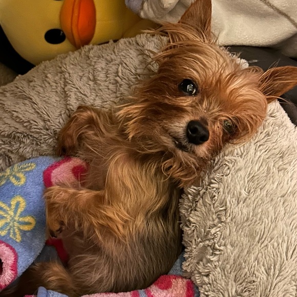 Meet your Posher, Mae - Picture 2 of 2